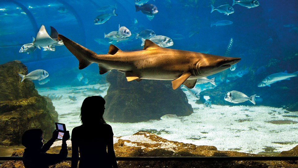 L'Aquàrium Barcelona