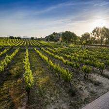 Bodegas Torres Barcelona