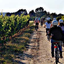 Codorniu Vineyards