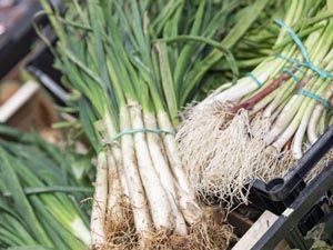 Calçots