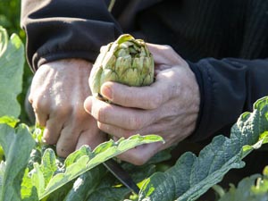 artichokes