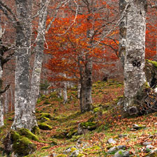 Vall d'Aran