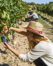 woman in the grape harvest