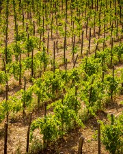 photo of a vineyard